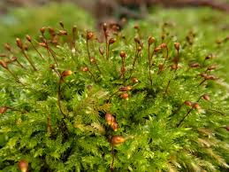 Attēlu rezultāti vaicājumam “Eurhynchium striatum”