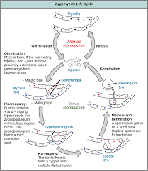 Attēlu rezultāti vaicājumam “Lophozia badensis sporophyte”