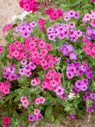 Image result for Phlox drummondii