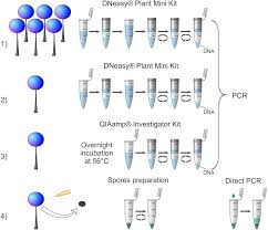 Attēlu rezultāti vaicājumam “Comatricha fragilis spores”