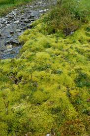 Attēlu rezultāti vaicājumam “Bryum schleicheri”