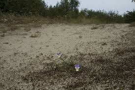 Attēlu rezultāti vaicājumam “Viola tricolor subsp. curtisii”