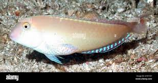 Image result for Xyrichtys novacula