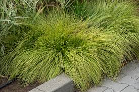 Attēlu rezultāti vaicājumam “Carex montana”