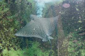 Image result for Aetobatus ocellatus