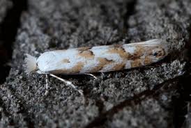 Attēlu rezultāti vaicājumam “Phyllonorycter apparella”