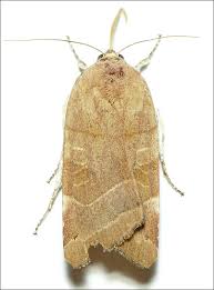 Attēlu rezultāti vaicājumam “Noctua fimbriata imago”