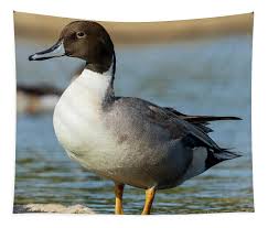 Image result for Anas acuta