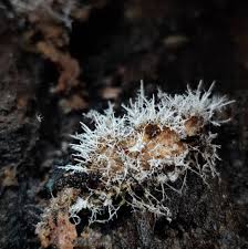 Attēlu rezultāti vaicājumam “Tilachlidium brachiatum”