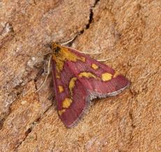 Attēlu rezultāti vaicājumam “Pyrausta purpuralis”