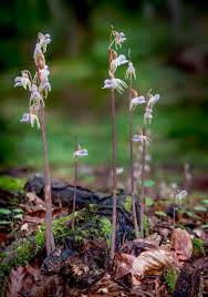 Attēlu rezultāti vaicājumam “Epipogium aphyllum”