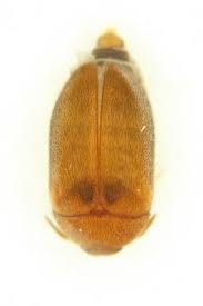 Attēlu rezultāti vaicājumam “Attagenus smirnovi”