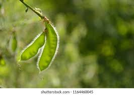 Attēlu rezultāti vaicājumam “Cytisus scoparius fruit”