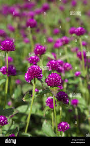 Attēlu rezultāti vaicājumam “Amaranthaceae”