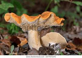 Attēlu rezultāti vaicājumam “Hydnum sp.”