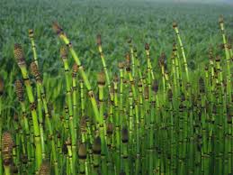 Attēlu rezultāti vaicājumam “Equisetum hyemale”