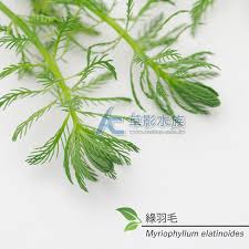 「綠羽毛」的圖片搜尋結果