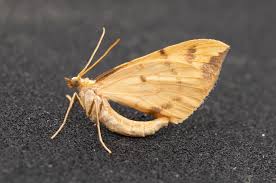 Attēlu rezultāti vaicājumam “Eulithis pyraliata”