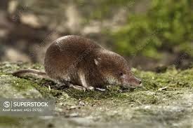 Attēlu rezultāti vaicājumam “Sorex araneus”