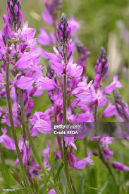 Attēlu rezultāti vaicājumam “Polygala comosa flower”