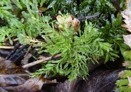 Attēlu rezultāti vaicājumam “Plagiomnium undulatum sporophyte”