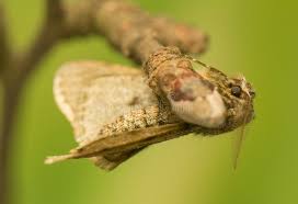 Attēlu rezultāti vaicājumam “Phigalia pilosaria”