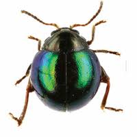 Attēlu rezultāti vaicājumam “Alticinae”