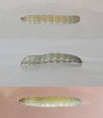 Attēlu rezultāti vaicājumam “Tischeria complanella larva”