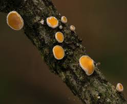 Attēlu rezultāti vaicājumam “Lachnellula willkommii”