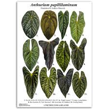 Image result for papirum