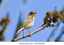 Attēlu rezultāti vaicājumam “Phylloscopus collybita”