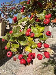 Attēlu rezultāti vaicājumam “Crataegus x macrocarpa”