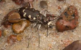 Attēlu rezultāti vaicājumam “Cicindela maritima”