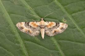 Attēlu rezultāti vaicājumam “Eupithecia linariata”