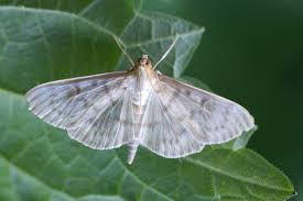 Attēlu rezultāti vaicājumam “Pleuroptya ruralis”