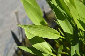 Attēlu rezultāti vaicājumam “Alisma lanceolatum leaf”