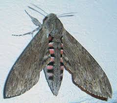 Attēlu rezultāti vaicājumam “Agrius convolvuli”