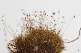 Attēlu rezultāti vaicājumam “Ditrichum flexicaule”