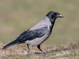 Attēlu rezultāti vaicājumam “Corvus cornix”