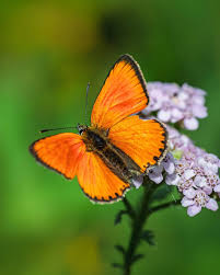 Attēlu rezultāti vaicājumam “Lycaena virgaureae male”