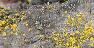 Attēlu rezultāti vaicājumam “Candelariella sp.”