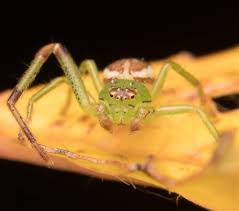 Attēlu rezultāti vaicājumam “Diaea dorsata”