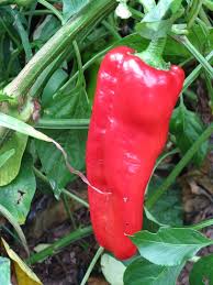 Afbeeldingsresultaat voor long red marconi sweet pepper