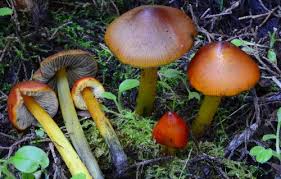 Attēlu rezultāti vaicājumam “Hygrocybe pseudoconica”