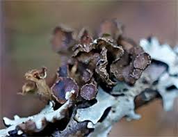 Attēlu rezultāti vaicājumam “Cetraria sepincola”