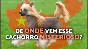 Image result for Co de Crista Chins