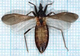 Attēlu rezultāti vaicājumam “Reduvius personatus”