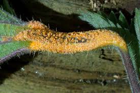 Attēlu rezultāti vaicājumam “Puccinia urticata”