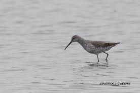 Image result for Calidris himantopus