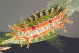 Attēlu rezultāti vaicājumam “Scardia boletella pupa”